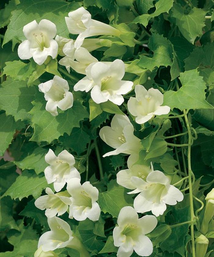 Lofos 'White' - Lophospermum scandens from The Flower Spot Lofos 'White' - Lophospermum scandens from The Flower Spot