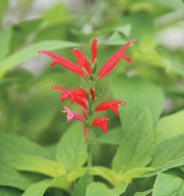 Sage 'Pineapple' - Salvia elegans from The Flower Spot Sage 'Pineapple' - Salvia elegans from The Flower Spot