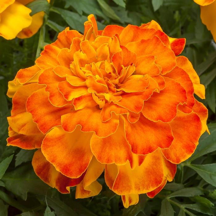 Marigold 'Endurance Sunset Gold' - Tagetes triploid from The Flower Spot Marigold 'Endurance Sunset Gold' - Tagetes triploid from The Flower Spot