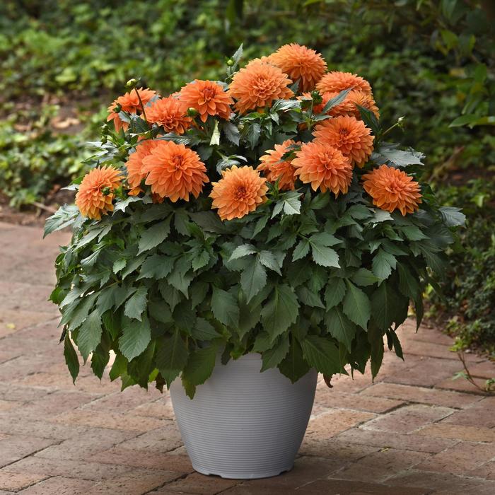 Dahlia 'Dalaya Apricot' - Dahlia hybrida from The Flower Spot Dahlia 'Dalaya Apricot' - Dahlia hybrida from The Flower Spot