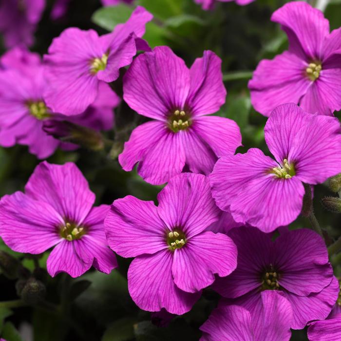 Rock Cress 'Axcent Series' - Aubrieta from The Flower Spot