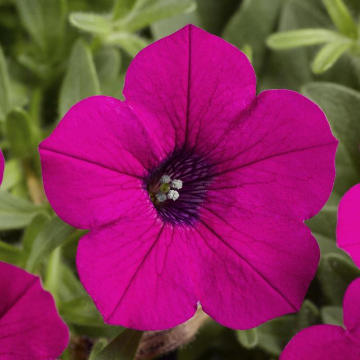 Petunia 'Sunpassion Purple' - Petunia hybrid from The Flower Spot