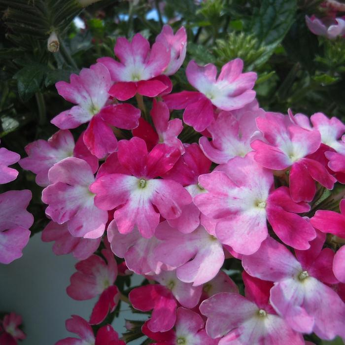 Verbena 'Sweet Dreams Pink Eclipse' - Verbena from The Flower Spot Verbena 'Sweet Dreams Pink Eclipse' - Verbena from The Flower Spot