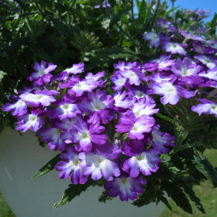 Verbena 'Sweet Dreams Blue Eclipse' - Verbena from The Flower Spot Verbena 'Sweet Dreams Blue Eclipse' - Verbena from The Flower Spot