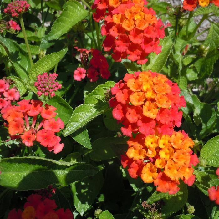 Lantana 'Scentimental Red' - Lantana camara from The Flower Spot