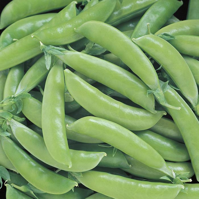 Pea 'Sugar Snap' - Pisum sativum from The Flower Spot Pea 'Sugar Snap' - Pisum sativum from The Flower Spot