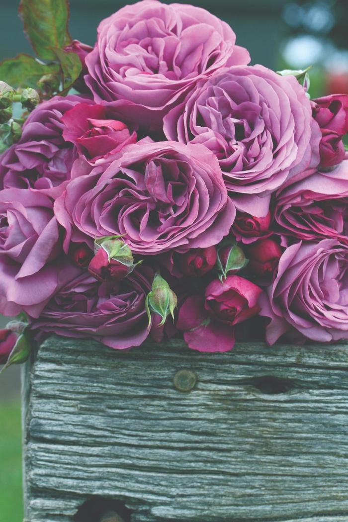 Rose 'Cosmic Clouds' - Rosa from The Flower Spot