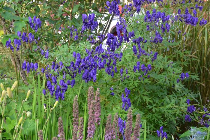 Monkshood - Aconitum napellus from The Flower Spot