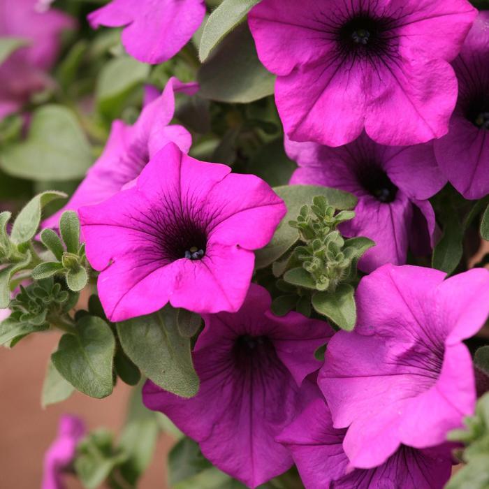 Petunia 'Surfinia Wild Plum' - Petunia from The Flower Spot