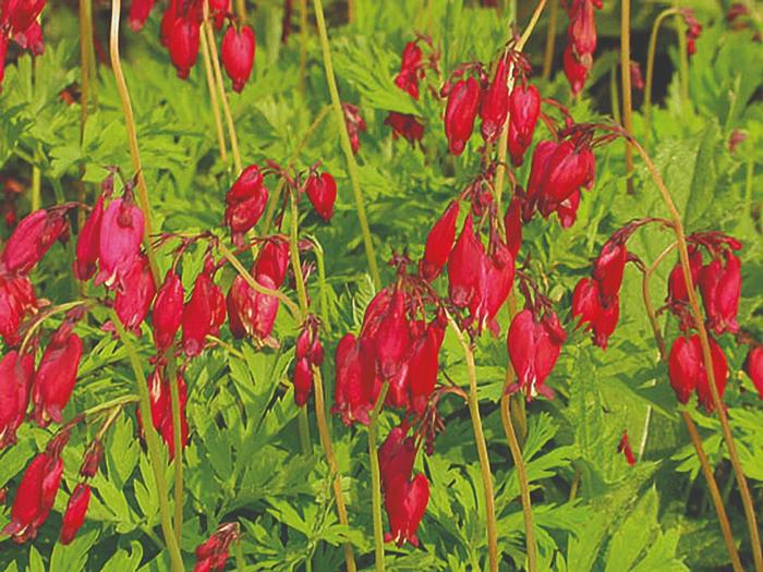 Bleeding Heart 'Bacchanal' - Dicentra formosa from The Flower Spot