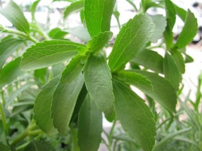 Stevia - Stevia rebaudiana from The Flower Spot