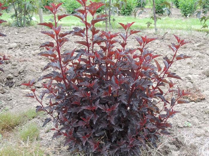 Ninebark 'Summer Wine' - Physocarpus opulifolius from The Flower Spot Ninebark 'Summer Wine' - Physocarpus opulifolius from The Flower Spot