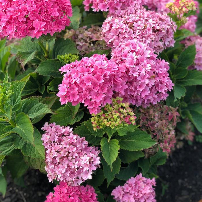 Hydrangea 'Starfield' - Hydrangea macrophylla from The Flower Spot