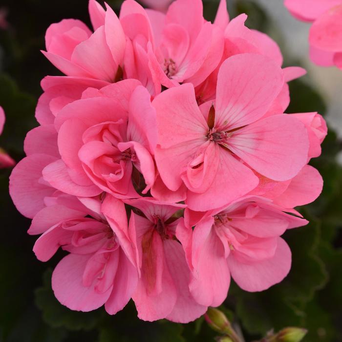 Geranium 'Fantasia Pink' - Pelargonium x hortorum (Zonal Geranium) from The Flower Spot Geranium 'Fantasia Pink' - Pelargonium x hortorum (Zonal Geranium) from The Flower Spot