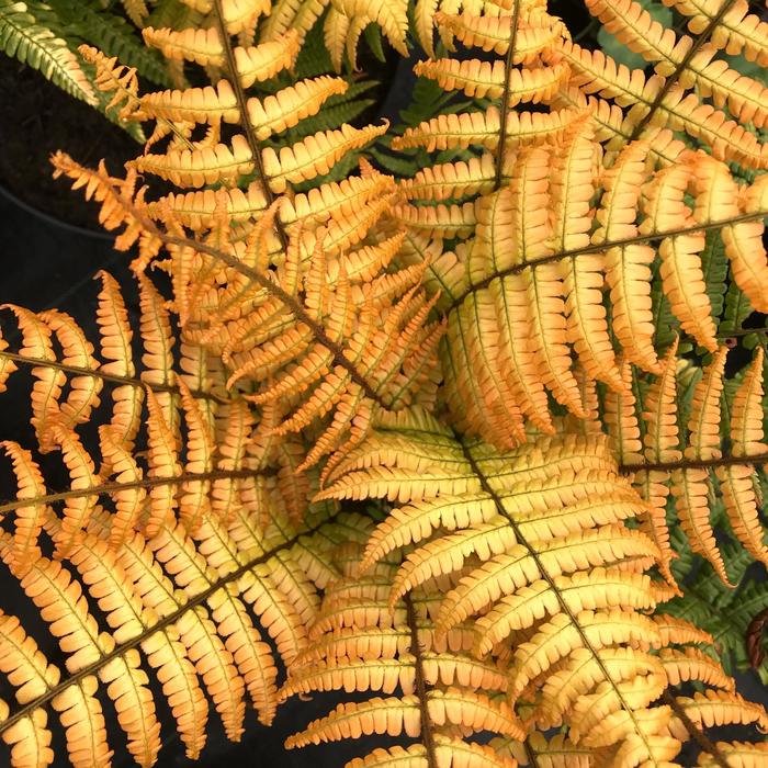 Fern 'Jurassic Gold' - Dryopteris wallichiana from The Flower Spot