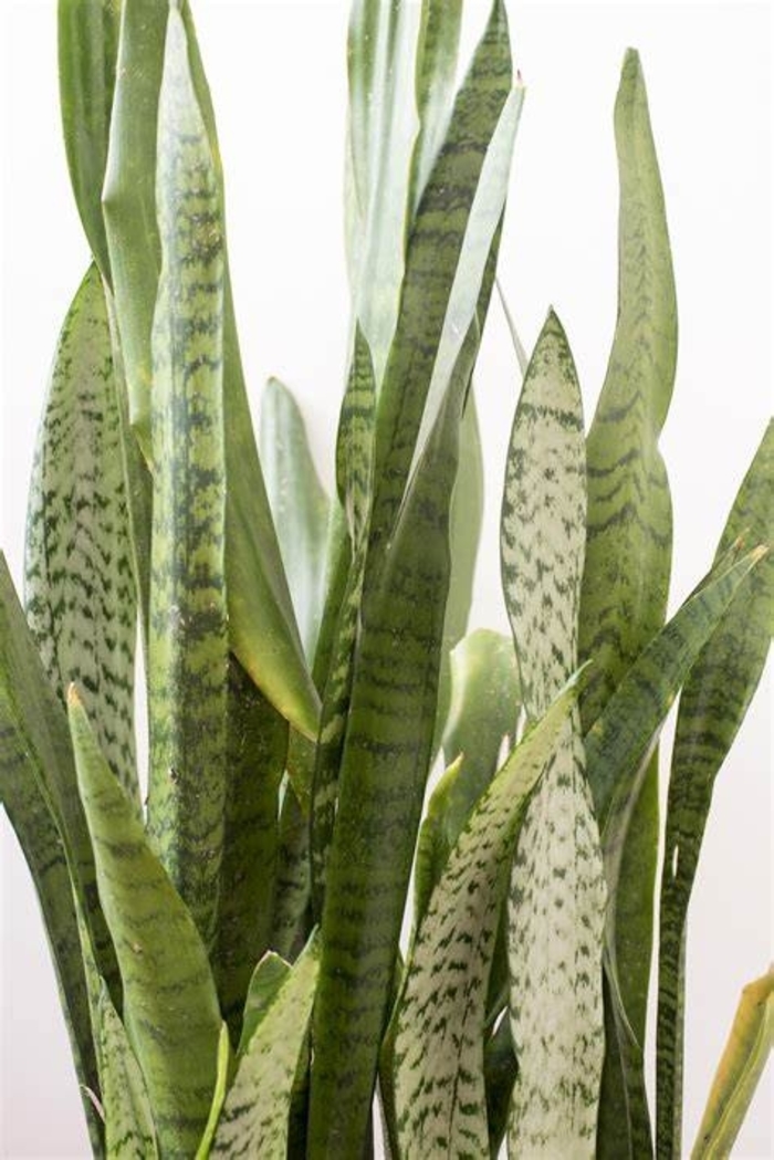 Silver Siam Snake Plant - Sansevieria sayuri from The Flower Spot