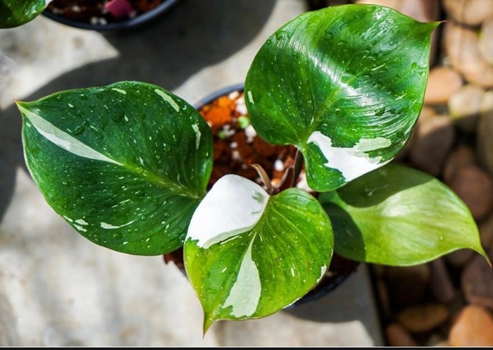Philodendron 'White Knight' - Philodendron from The Flower Spot