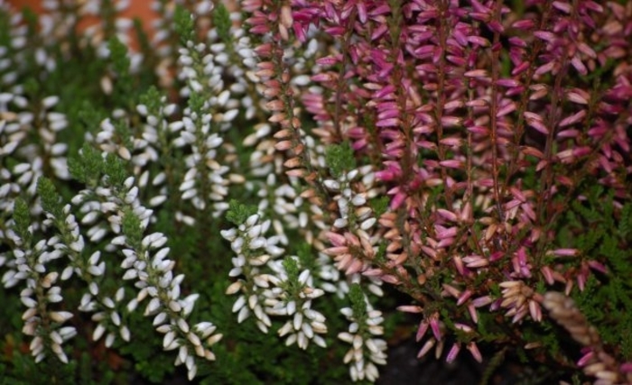 Mixed Heather - Erica darleyensis from The Flower Spot