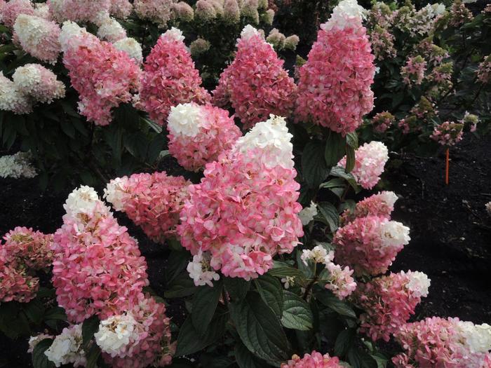 Hydrangea 'Vanilla Strawberry' - Hydrangea paniculata from The Flower Spot