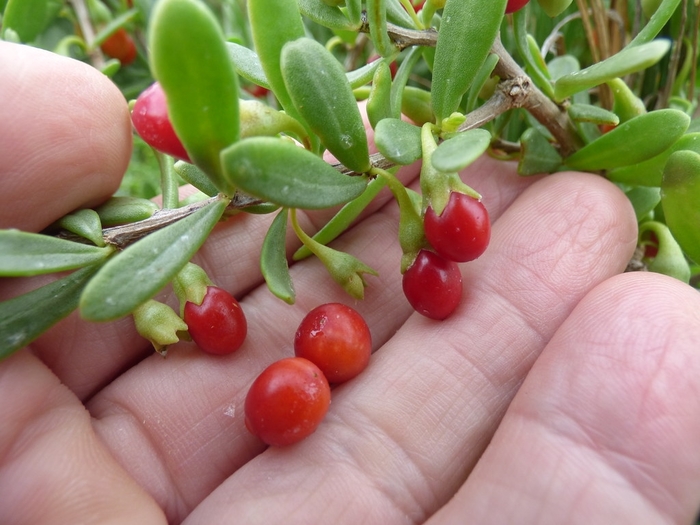 Dynamite Goji Berry - Lycium bararum 'Dynamite' (Goji Berry) from The Flower Spot