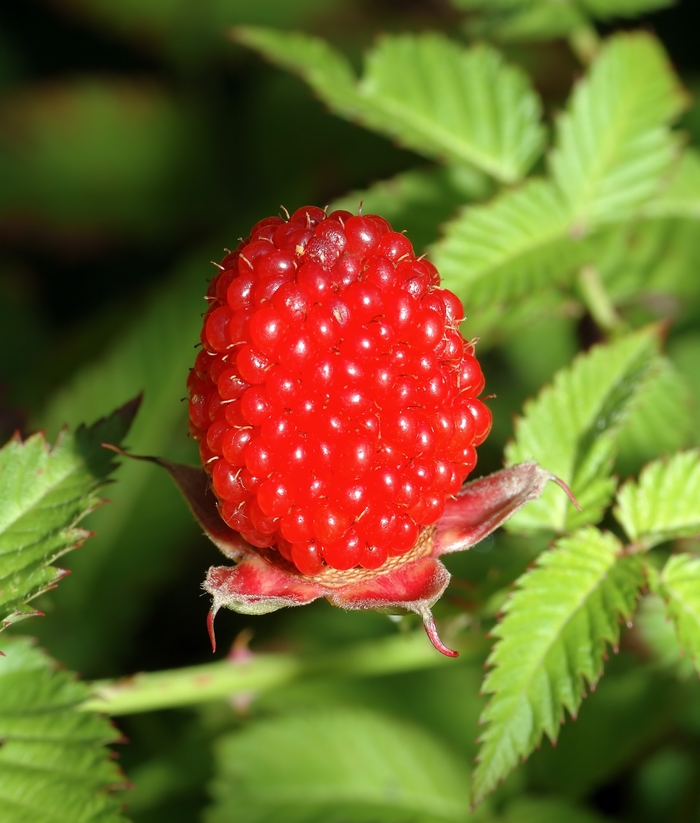 Killarney Raspberry - Rubus 'Killarney' (Raspberry) from The Flower Spot