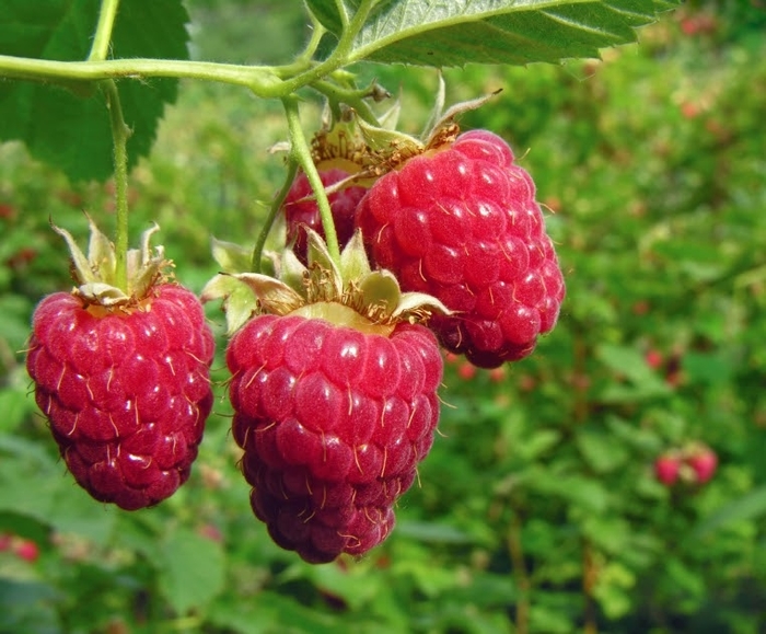 Raspberry 'Meeker' - Rubus idaeus from The Flower Spot