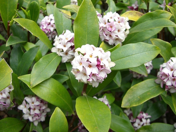 Perfume Princess® Daphne - Daphne 'DapJur01' PP27662 (Daphne) from The Flower Spot