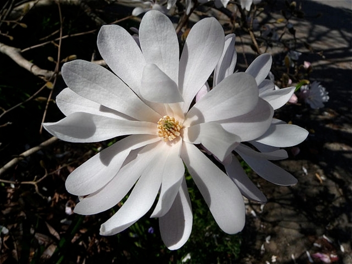 'Royal Star' Magnolia - Magnolia stellata from The Flower Spot