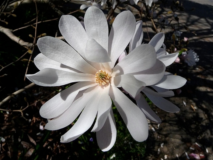 Magnolia 'Royal Star' - Magnolia stellata from The Flower Spot Magnolia 'Royal Star' - Magnolia stellata from The Flower Spot