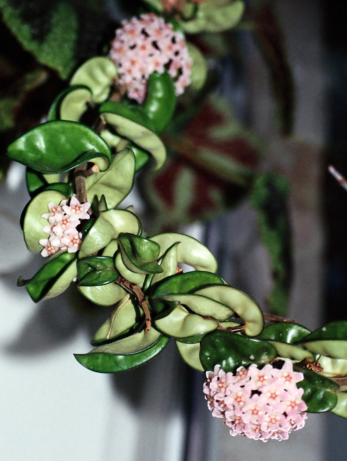 Hoya 'Hindu Rope' - Hoya carnosa f. compacta from The Flower Spot Hoya 'Hindu Rope' - Hoya carnosa f. compacta from The Flower Spot