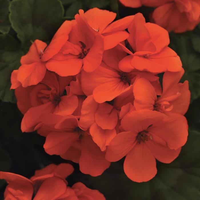 Geranium 'Fantasia Orange' - Pelargonium x hortorum (Zonal Geranium) from The Flower Spot Geranium 'Fantasia Orange' - Pelargonium x hortorum (Zonal Geranium) from The Flower Spot