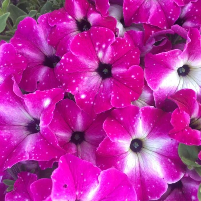Petunia 'Headliner Enchanted Sky' - Petunia hybrida from The Flower Spot Petunia 'Headliner Enchanted Sky' - Petunia hybrida from The Flower Spot