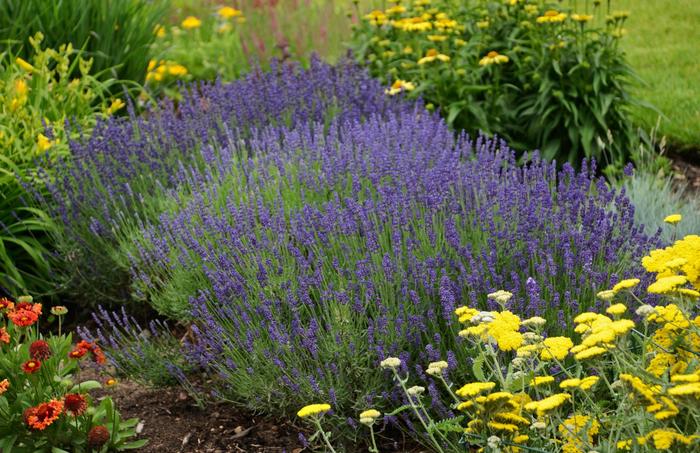 Lavender 'Hidcote' - Lavandula angustifolia from The Flower Spot