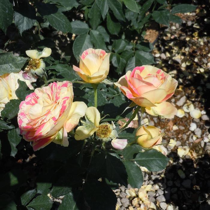 Rose 'Pop Art' - Rosa from The Flower Spot Rose 'Pop Art' - Rosa from The Flower Spot