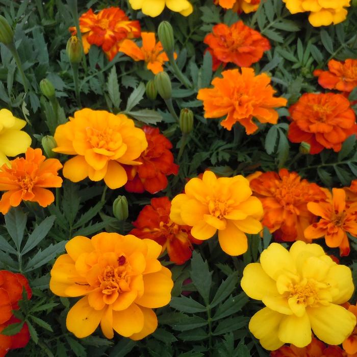 Marigold 'Bonanza Mix' - Tagetes patula (French Crested) from The Flower Spot Marigold 'Bonanza Mix' - Tagetes patula (French Crested) from The Flower Spot