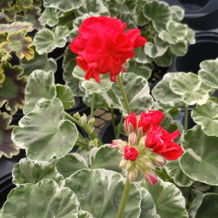 Geranium 'William Languth' - Pelargonium x hortorum from The Flower Spot Geranium 'William Languth' - Pelargonium x hortorum from The Flower Spot