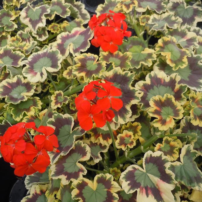 Geranium 'Mrs. Pollock' - Pelargonium x hortorum from The Flower Spot Geranium 'Mrs. Pollock' - Pelargonium x hortorum from The Flower Spot