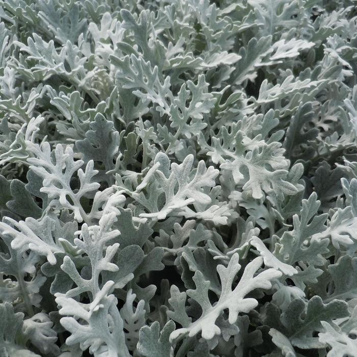 Dusty Miller 'Silver Dust' - Senecio cineraria from The Flower Spot Dusty Miller 'Silver Dust' - Senecio cineraria from The Flower Spot