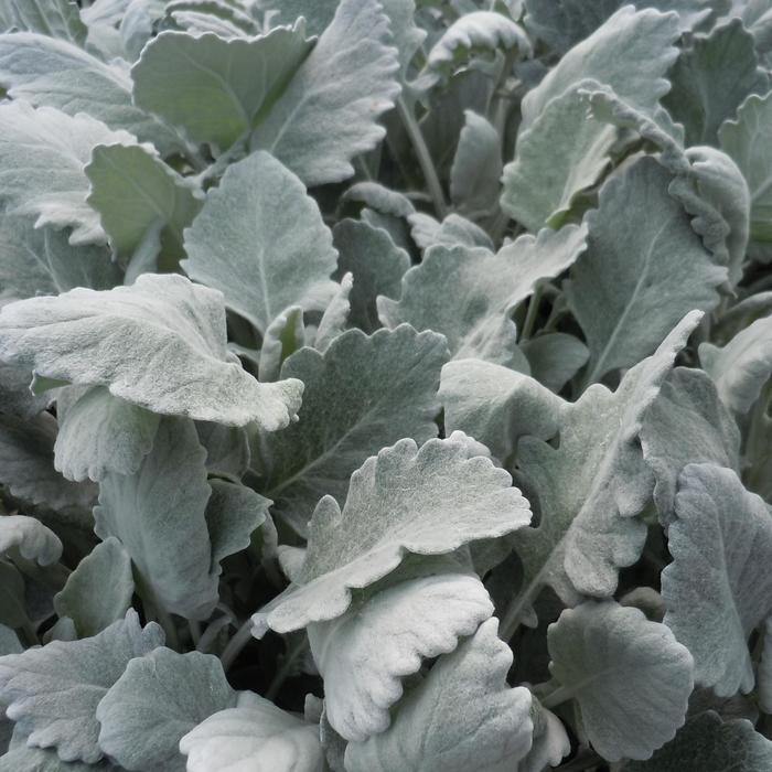 Dusty Miller 'New Look' - Senecio cineraria from The Flower Spot Dusty Miller 'New Look' - Senecio cineraria from The Flower Spot