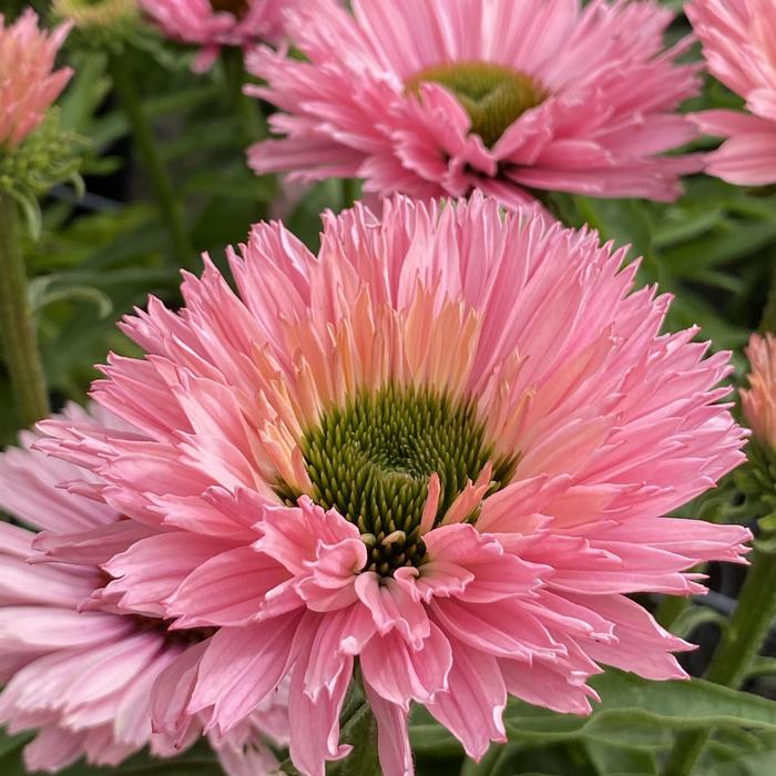 Coneflower 'SunSeekers Salmon' - Echinacea from The Flower Spot
