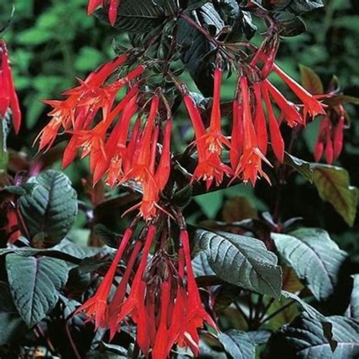 Fuchsia 'Gartenmeister' - Fuchsia hybrid from The Flower Spot Fuchsia 'Gartenmeister' - Fuchsia hybrid from The Flower Spot