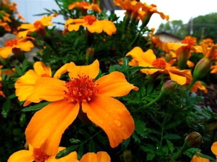 Marigold 'Disco Orange' - Tagetes patula from The Flower Spot Marigold 'Disco Orange' - Tagetes patula from The Flower Spot