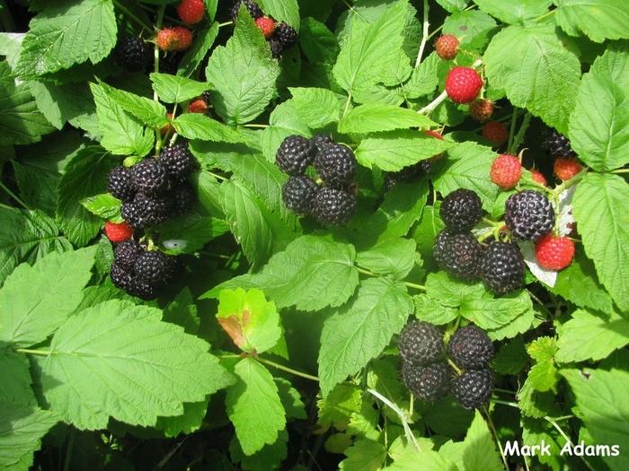 Raspberry 'Jewel Black' - Rubus occidentalis from The Flower Spot