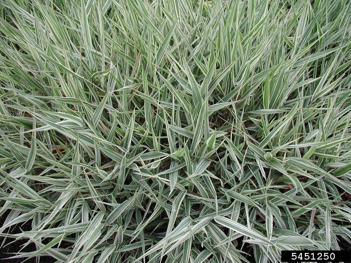 Ribbon Grass - Phalaris arundinacea 'Strawberries & Cream' from The Flower Spot