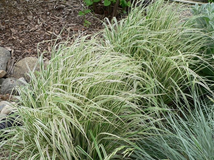Feather Reed Grass-Variegated - Calamagrostis acutiflora 'Overdam' from The Flower Spot