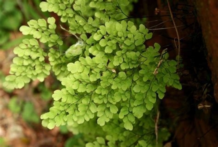 Fern 'Maidenhair' - Adiantum capillus-veneris from The Flower Spot