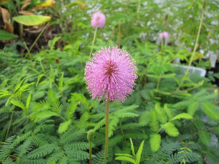 Sensitive Plant - Mimosa from The Flower Spot
