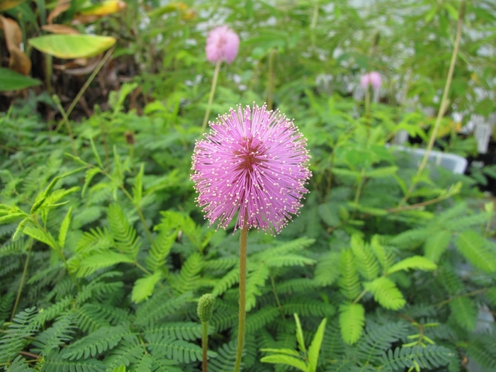 Sensitive Plant - Mimosa from The Flower Spot Sensitive Plant - Mimosa from The Flower Spot