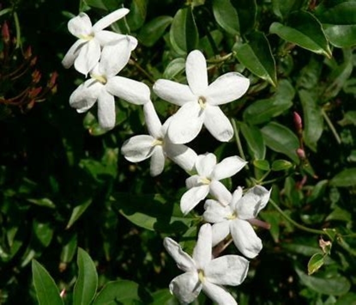 Jasmine - Trachelospermum jasminoides from The Flower Spot Jasmine - Trachelospermum jasminoides from The Flower Spot