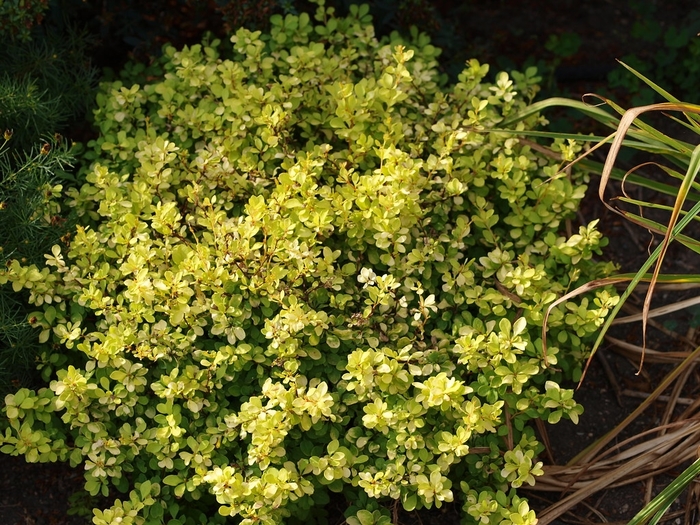 Golden Barberry - Berberis thunbergii from The Flower Spot